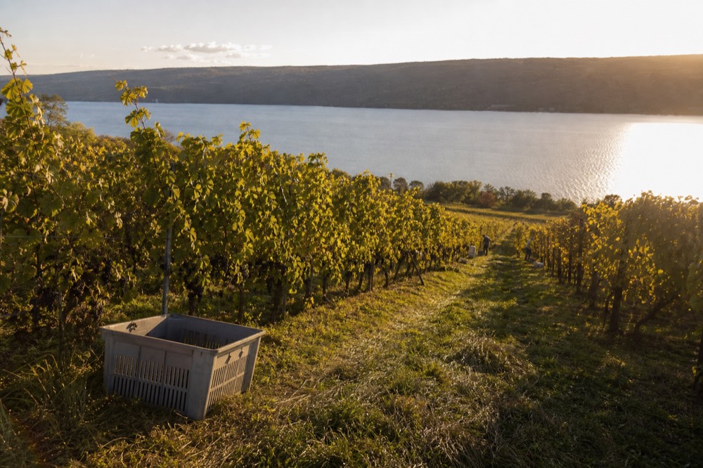 Sunlight falling across a vineyard slope above a lake in late afternoon, no text, no logos, no people.
