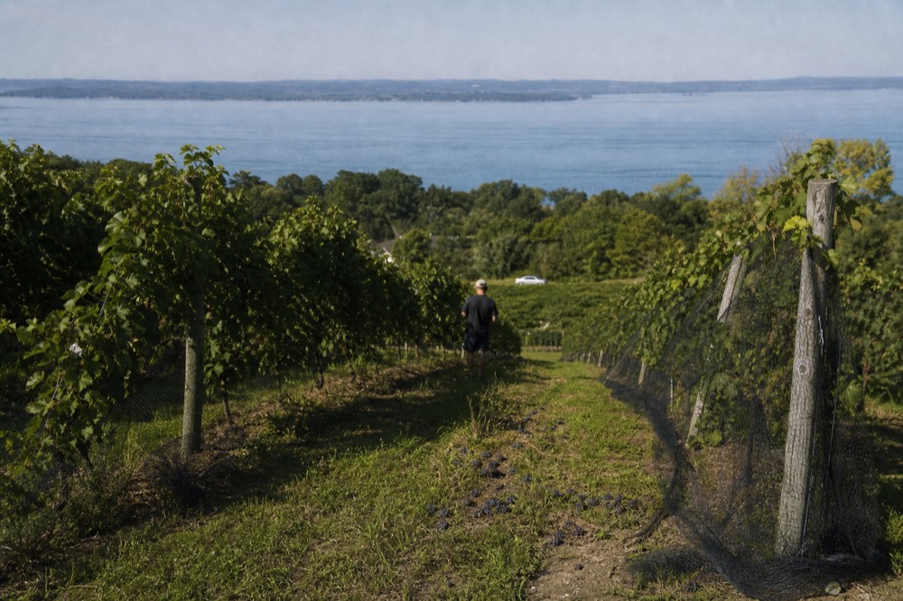 Rows of vines climbing a slope toward a long blue lake, no text, no logos, no people.