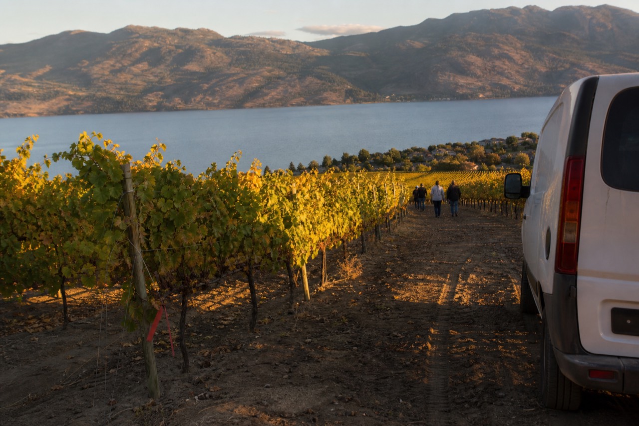 Vineyard rows above a long Finger Lakes lake at golden hour, no text, no logos, no people.